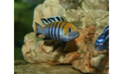 Cynotilapia afra Cobue